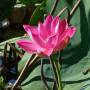 Australie - Nénuphar sur un billabong