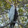 Australie - Aigle majestueux