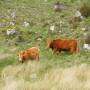 Royaume-Uni - vaches écossaises