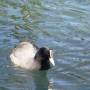 Nouvelle-Zélande - Roturoa - oiseau du lac près du Marama