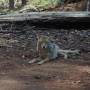 USA - yosemite - coyotte