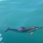 Nouvelle-Zélande - Kaikoura - Un parmi les 2 à 300 qui nous ont fait le spectacle