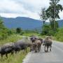 Laos - Sur la route