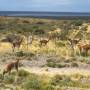 Argentine - guanacos