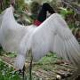 Belize - jabiru