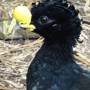 Belize - great curassow  male