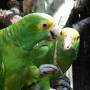 Belize - yellow faced parrot