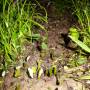 Belize - fourmis coupeuses de feuilles