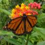 Guatemala - Papillon Atitlan