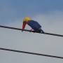 Malaisie - Oiseau vachement en colere