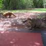 Argentine - Coatis