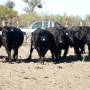 Argentine - Salida al campo de produccion animal