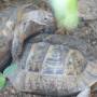 Turquie - Tortues qui gambadent