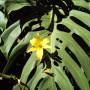 Bolivie - Coroico - dans notre jardin