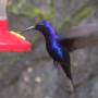 Costa Rica - Colibri