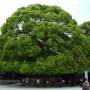 Japon - Parc Yoyogi