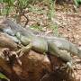 Costa Rica - Iguane