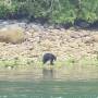 Canada - bear in tofino bay