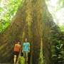 Malaisie - Mais très très grands arbres