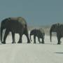 Namibie - elephant2