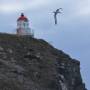 Nouvelle-Zélande - Un albatros !