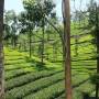 Inde - PLANTATION DE THE