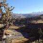 Pérou - valle de Colca