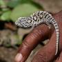 Madagascar - Petit caméléon