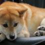 Japon - Un mini akita dont Simon est tombé amoureux