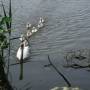 Allemagne - Les sirènes du DANUBE  ou la Promenade des cygnes