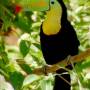 Inde - Toucan