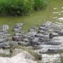 USA - Everglades - La ferme aux aligators