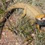 Australie - Un central australian bearded dragon...