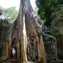 Cambodge - TA PROHM