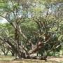 Australie - Darwin Jardin botanique.