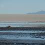 Bolivie - Flamand rose pres du Salar de Uyuni