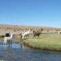 Bolivie - Llama au sud de la Cordillera Lipez