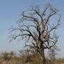 Burkina Faso - Baobab