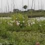 Birmanie - Jardins flottants