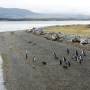 Argentine - Des pinguoins, Cnal de Beagle