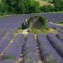 France - Champ de Lavandes