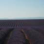 France - Champs de Lavandes - Lavender