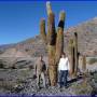 Argentine - Cactus de l