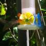 Brésil - Oiseau mouche du parc des aves ,iguaçu,Brésil