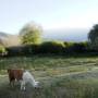 Argentine - des animaux pour les cousins...