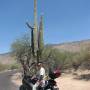 USA - Saguaro National Park