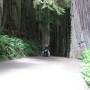 USA - Redwood National Park