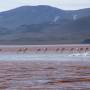 Bolivie - FLAMANDS ROSE