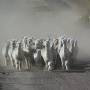 Équateur - Chimborazo - la charge des lamas