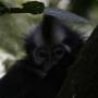 Indonésie - Bukit lawang